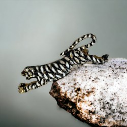 Vintage Enamel Gold Tone Running Tiger Brooch