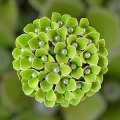 Vintage Green Enamel &amp; Faux Pearls Hydrangea Statement Brooch